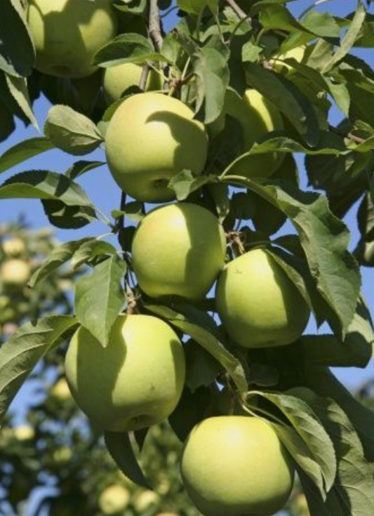 Apples Green - Local Grown