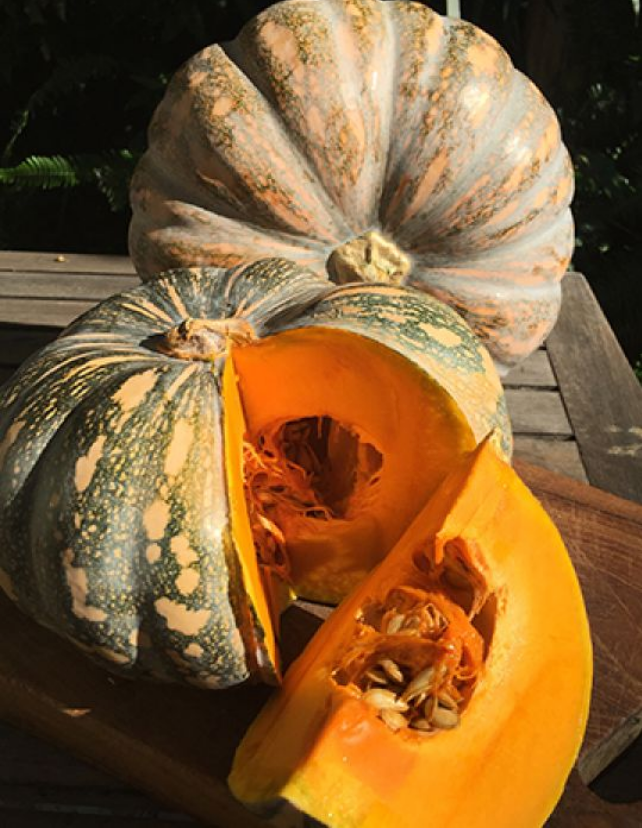 Jap Pumpkin - Certified Organic