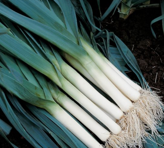 Leek - Certified Organic