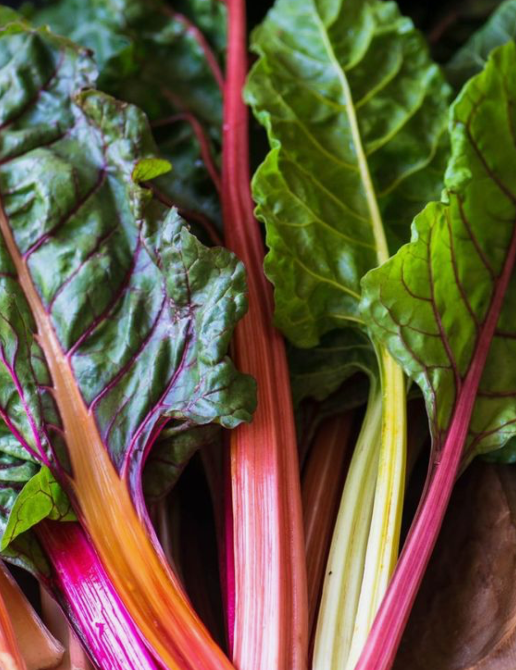 Rainbow Chard - Certified Organic