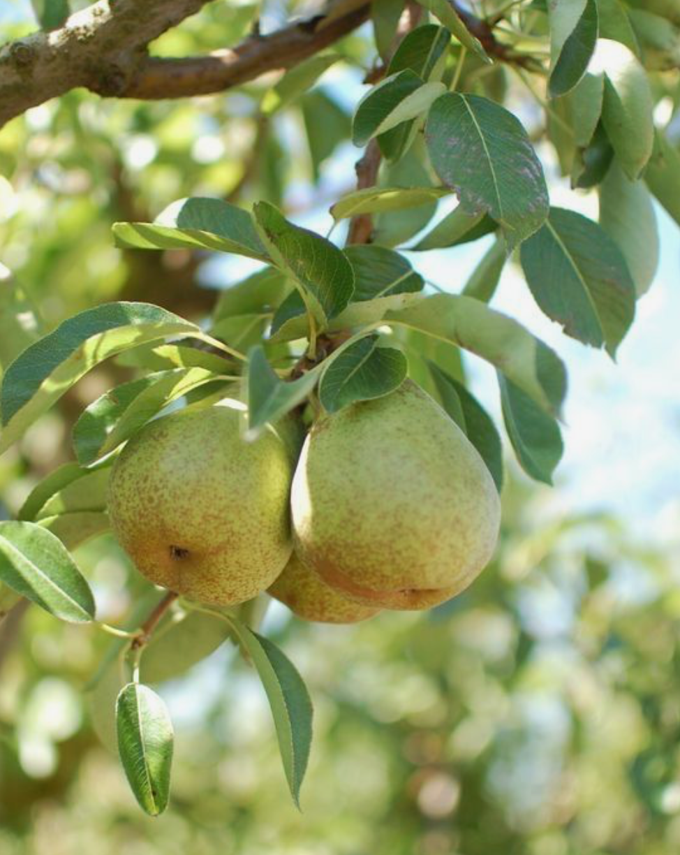 Pears Packham - Local Grown